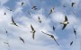 Les hirondelles sont de retour… Les hirondelles sont de retour…
